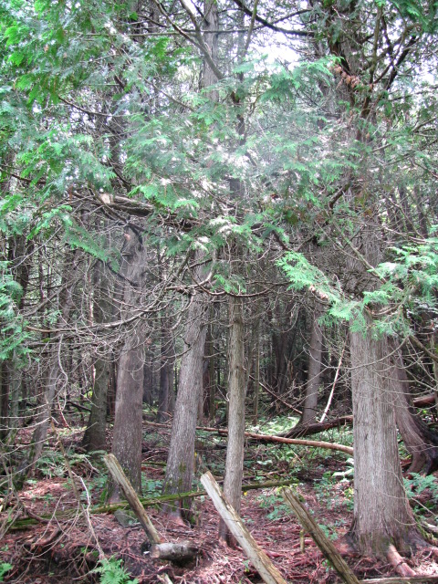 paysage vers Beauceville