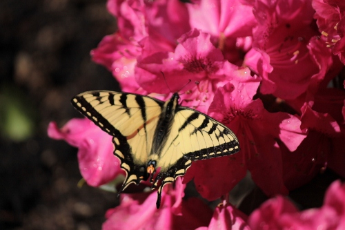 papillon sur rhododendron