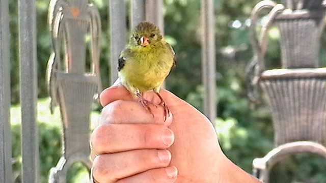 Un chardonneret pas farouche