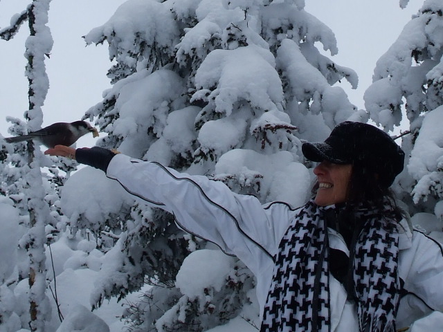 Un Geai gris du Canada