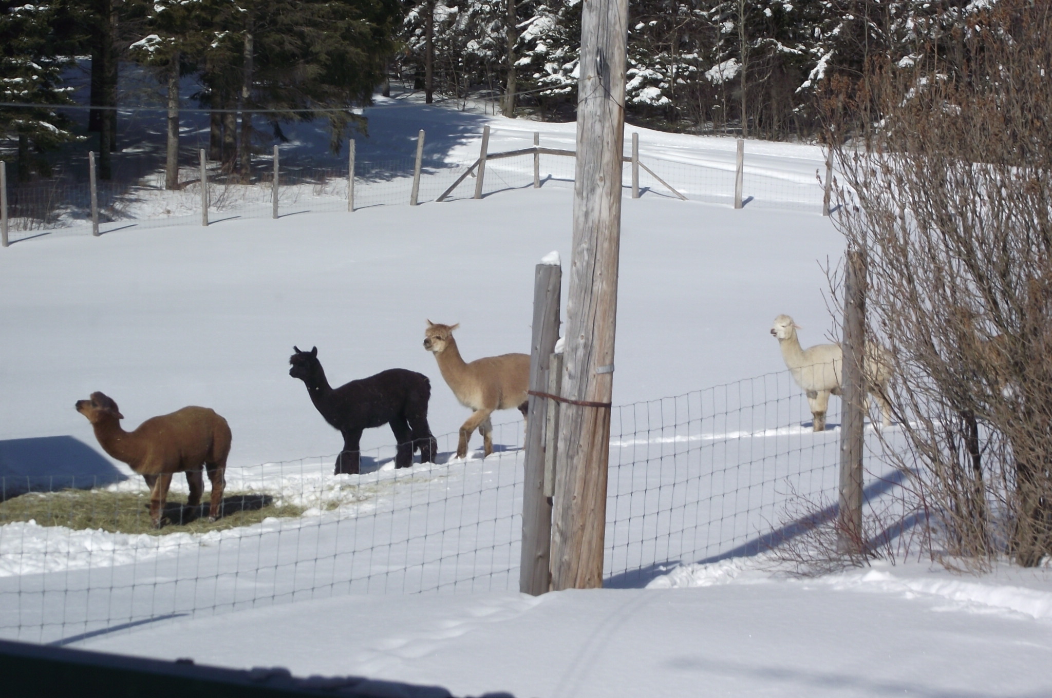 Nos 5 mâles alpagas