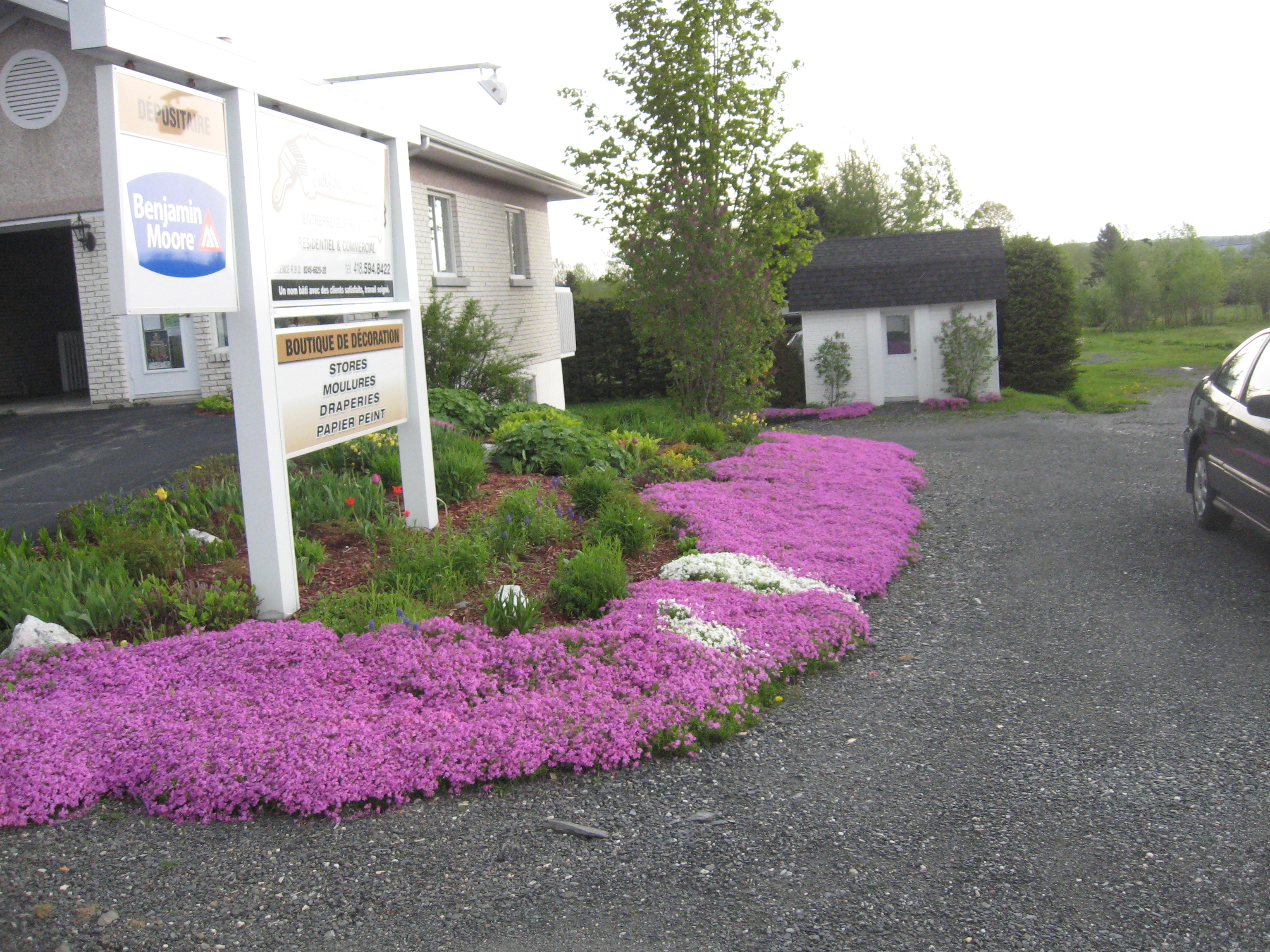 flox dans toute sa splendeur