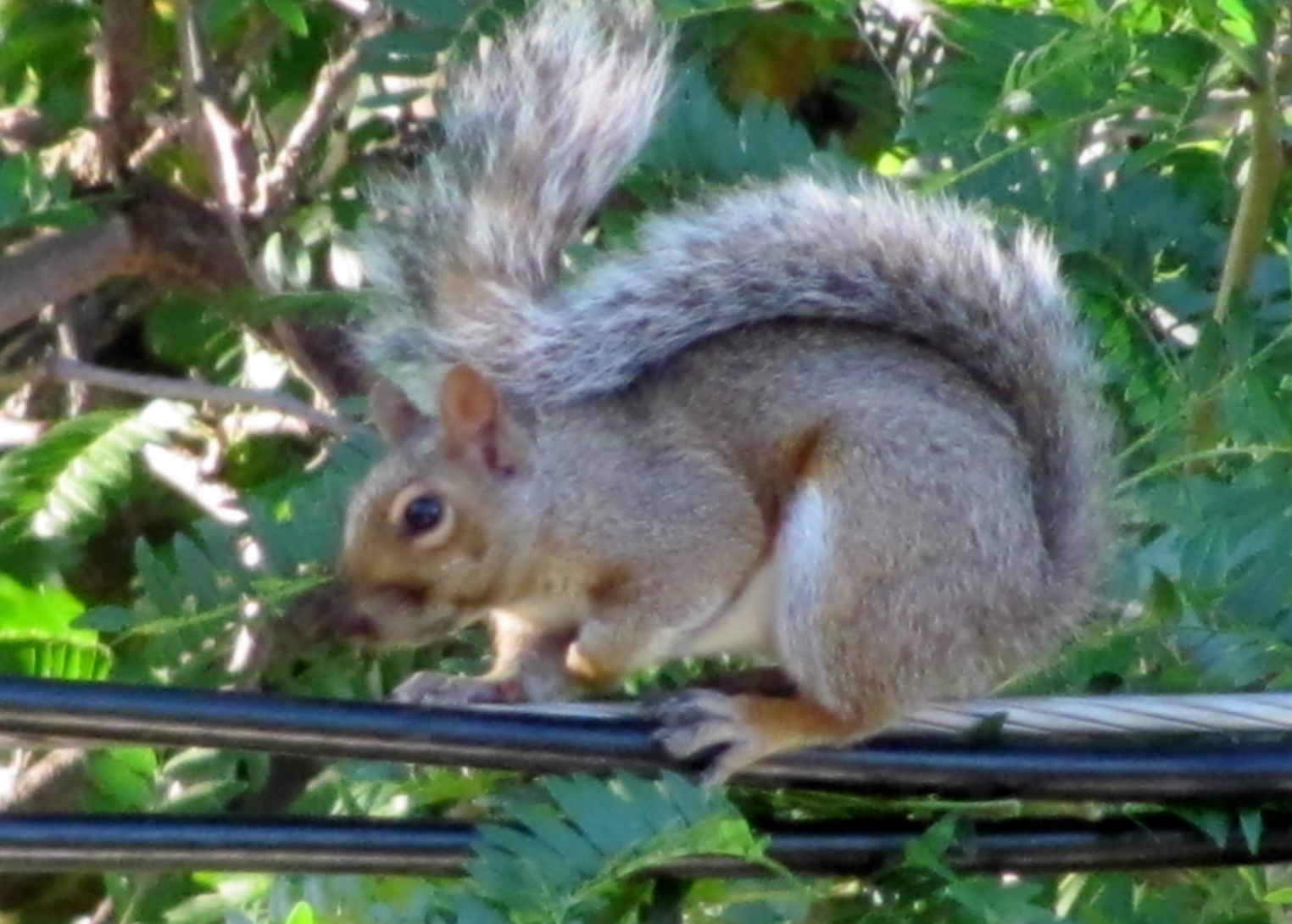 Ecureuil qui profite des rayon de soleil
