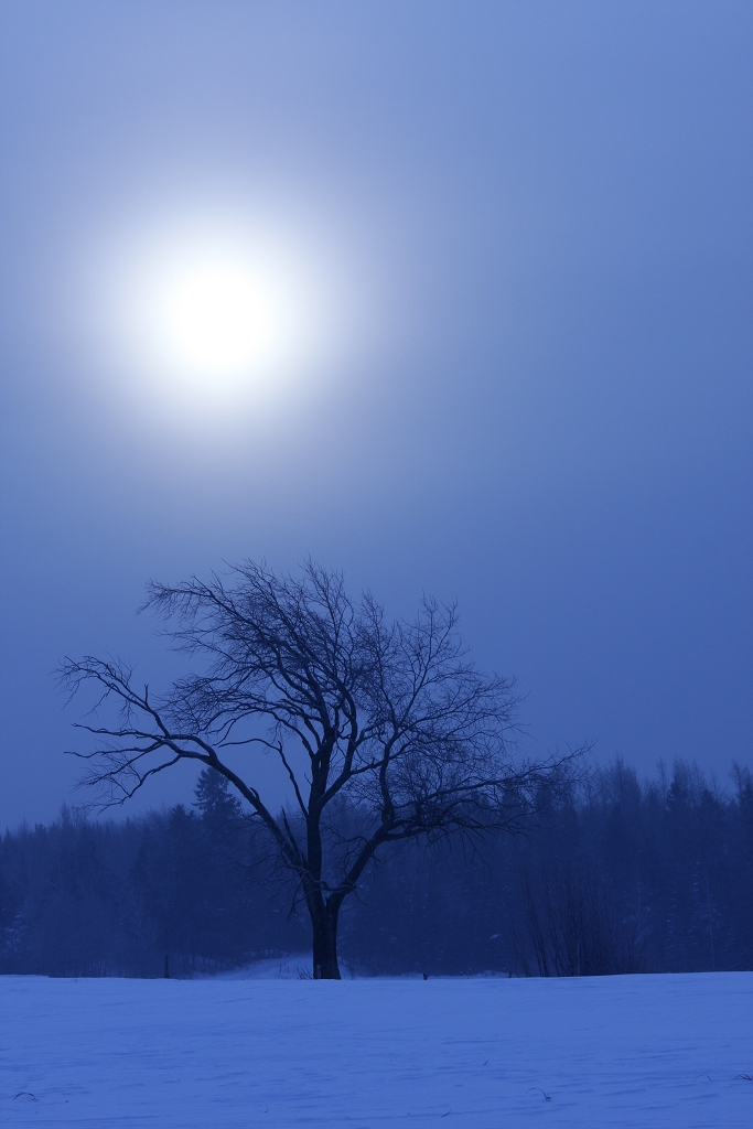 Paysage hivernal matinal