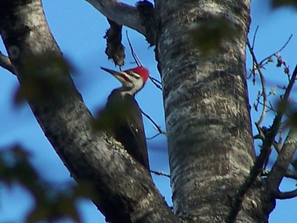 Grand Pic ( Parc des 7 chutes)