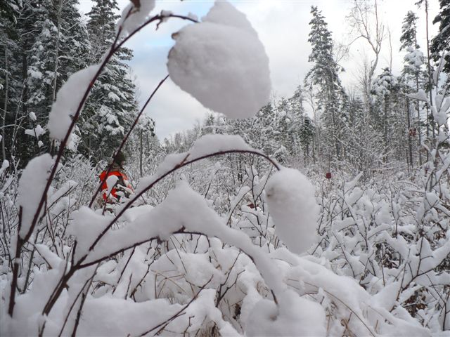 Chasse Orignal Matane 21 Octobre 2008