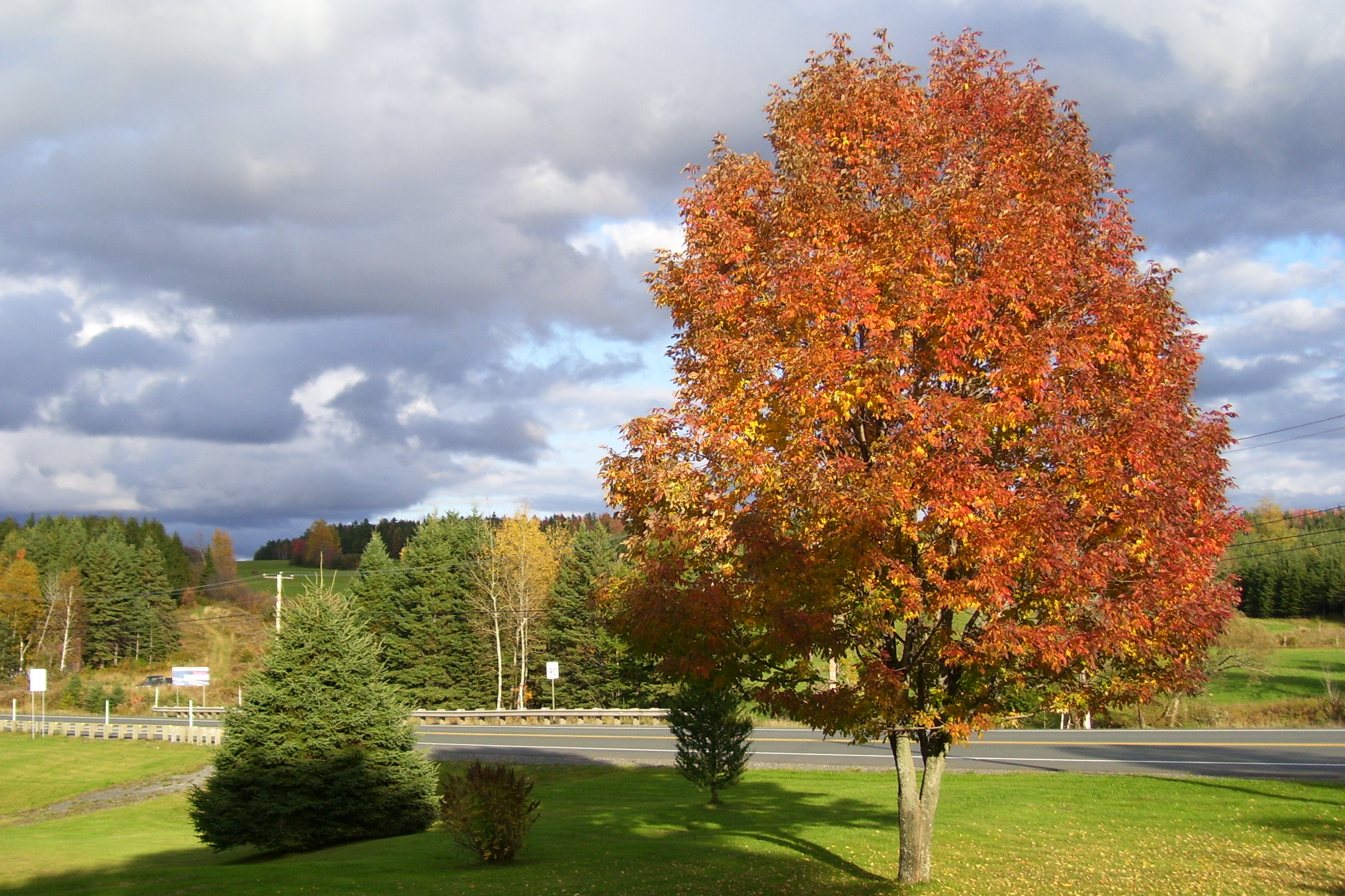 mon frêne sur le bord de la 204
