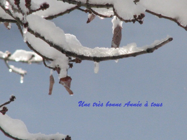 oubliée sur la branche
