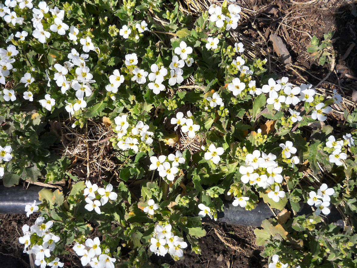Arboretum en fleur (1)