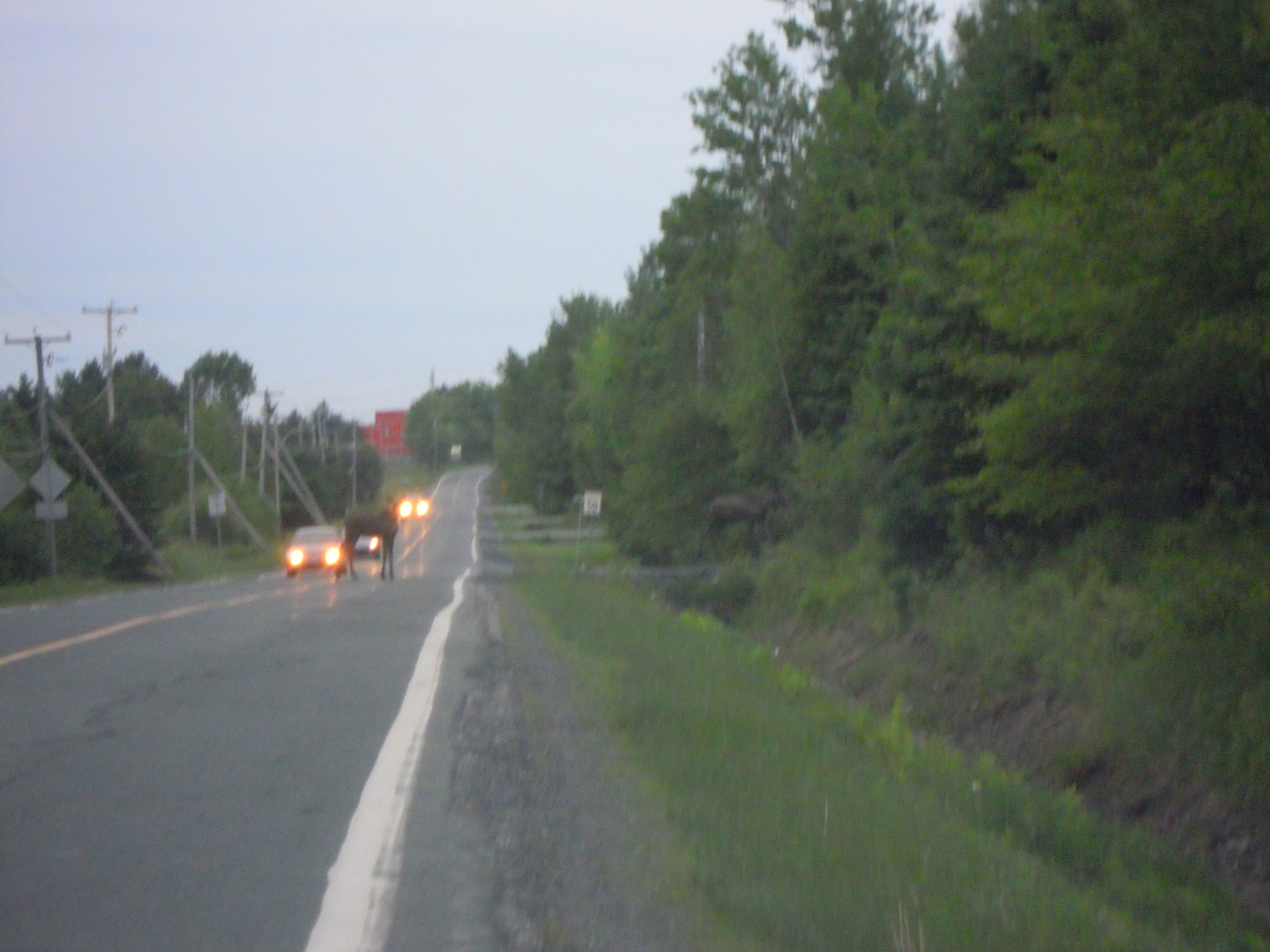 Orignaux en promenade à Saint-Georges