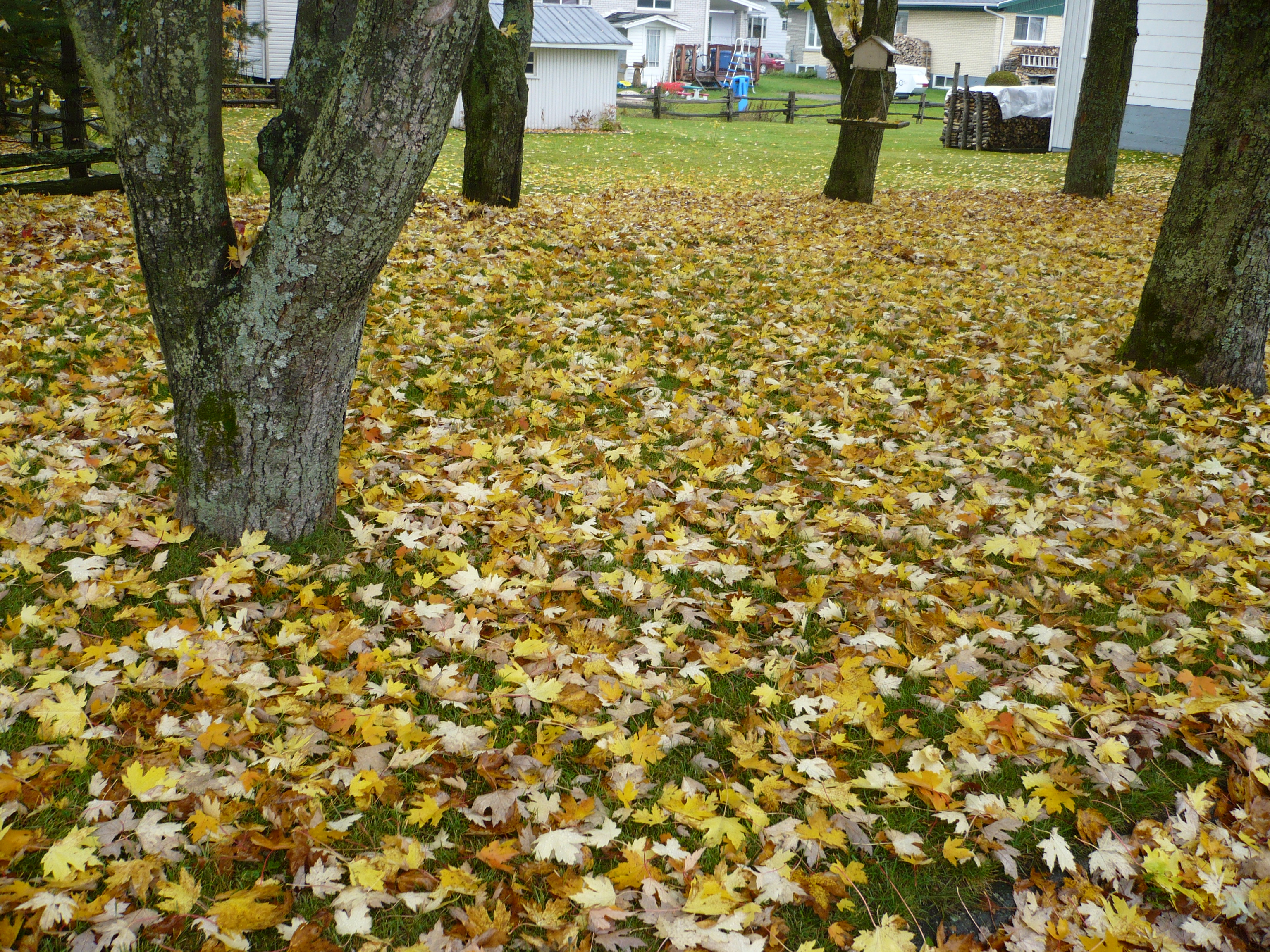 Tapis de feuilles