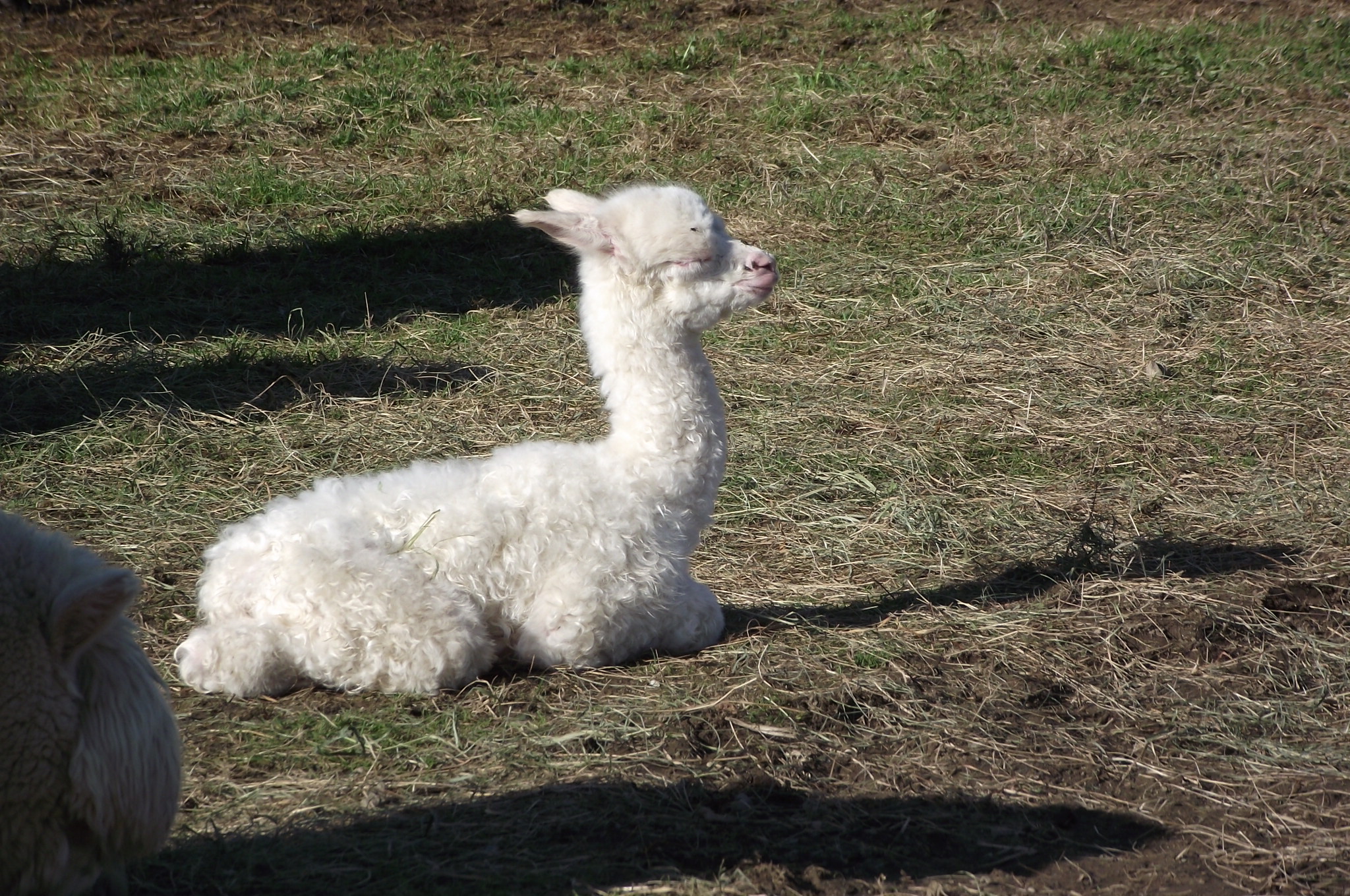 Carlos, première naissance 2012