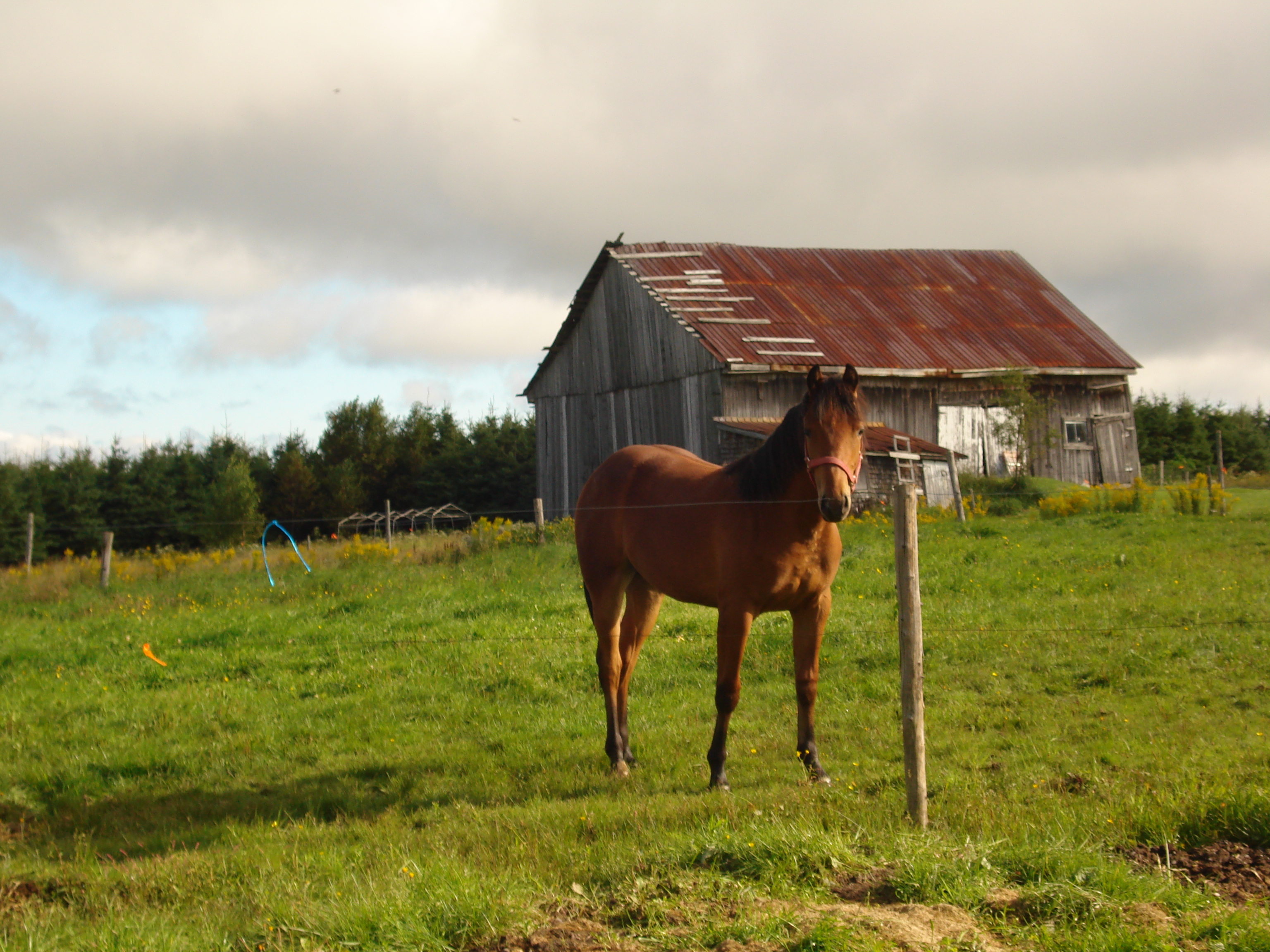 Dally, une superbe jument de Fraser