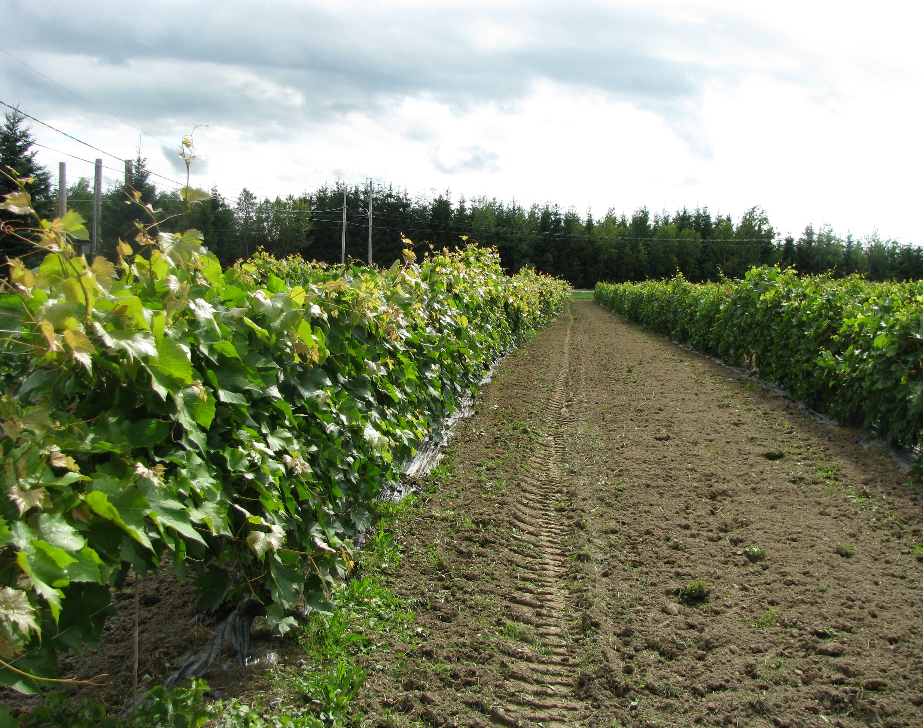vignoble -Cache a Maxime Scott