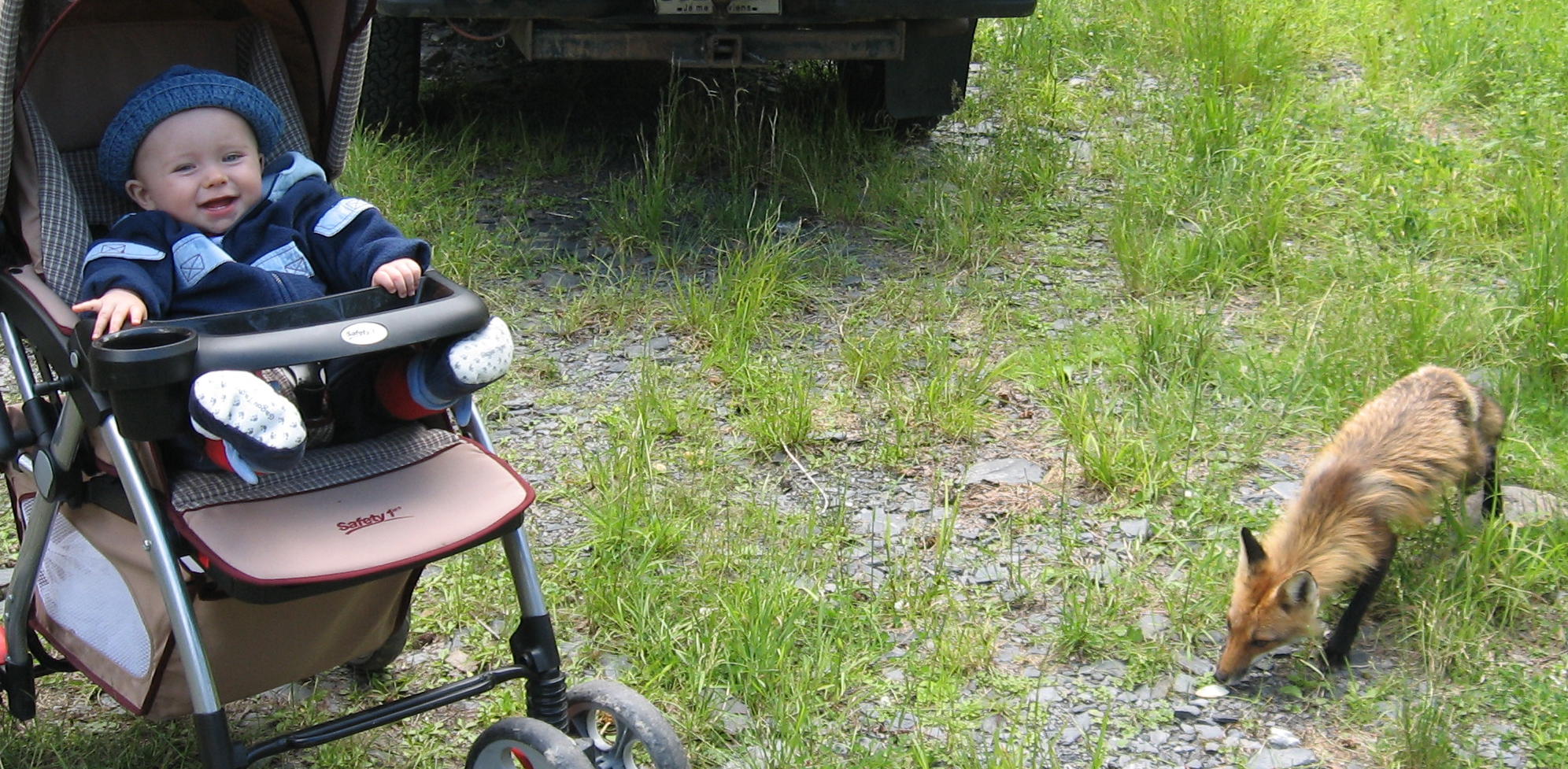 Renard pas peureux, bébé non plus