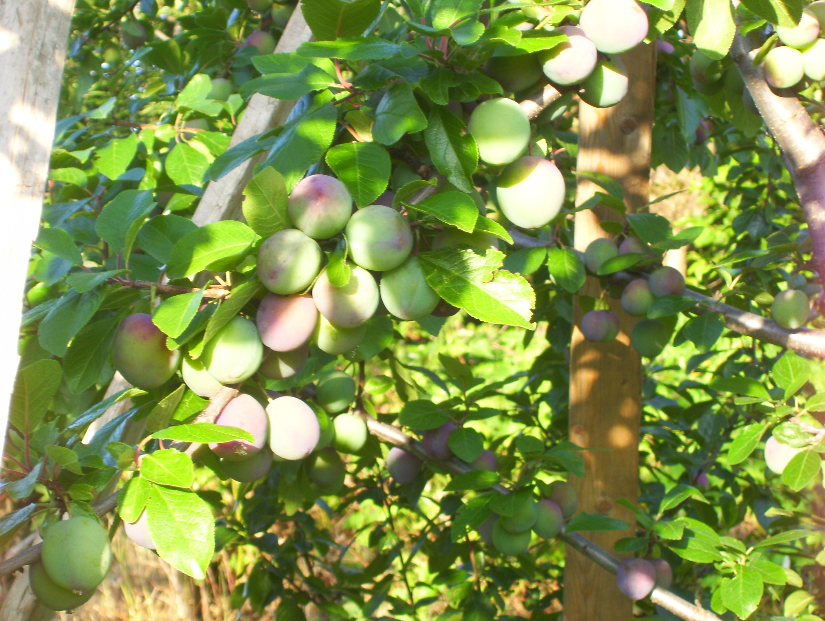 Fleurs de mon jardin