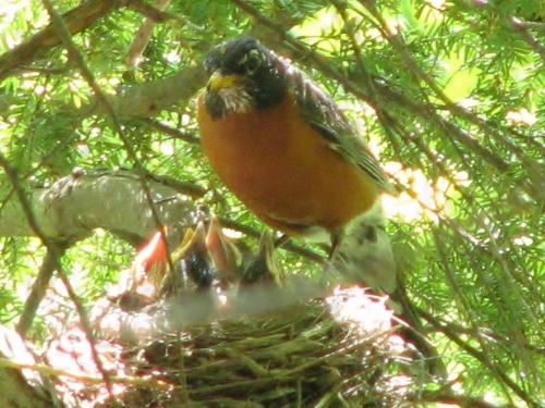 une maman et ses petis 
