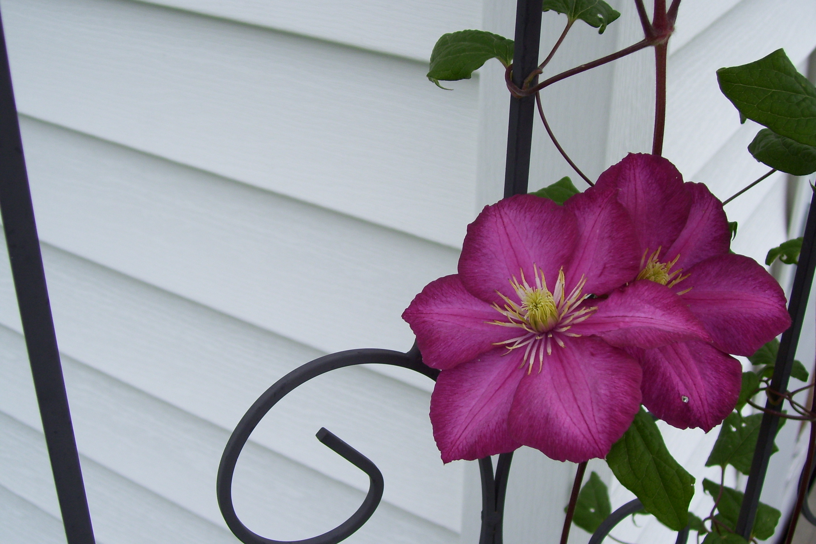 clématite de mon jardin