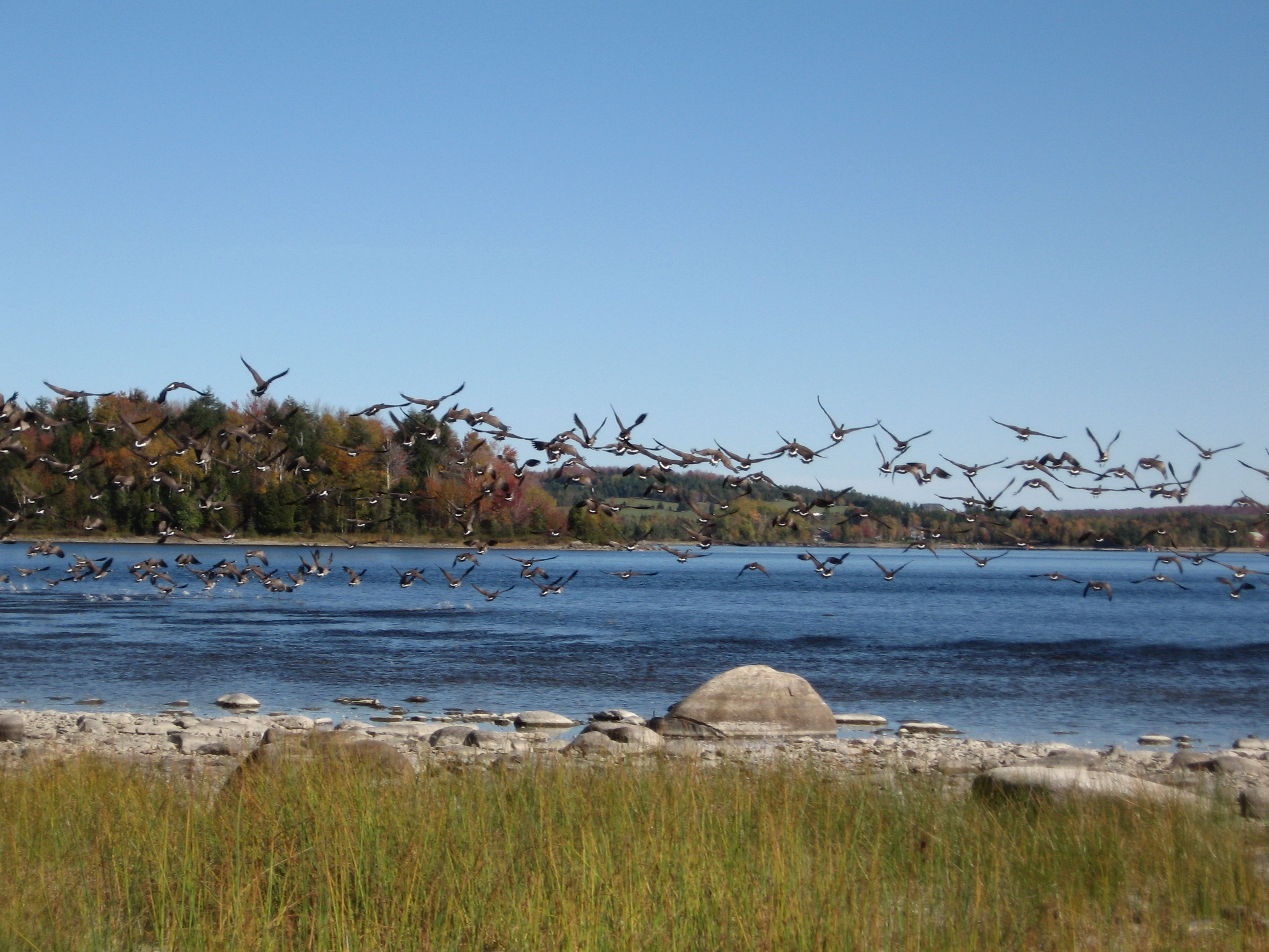 Volée d'outardes au Lac St-François