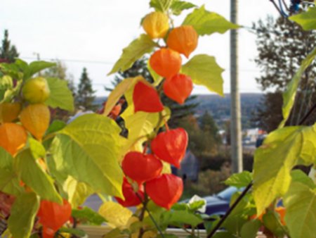 lanternes chinoises sur un balcon de St-Georges