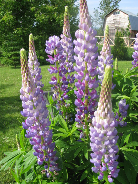 lupins