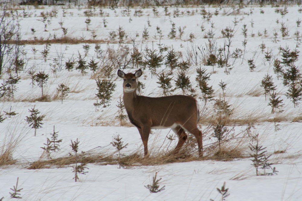 Petit clein d'oeil en revenant de St-Théophile