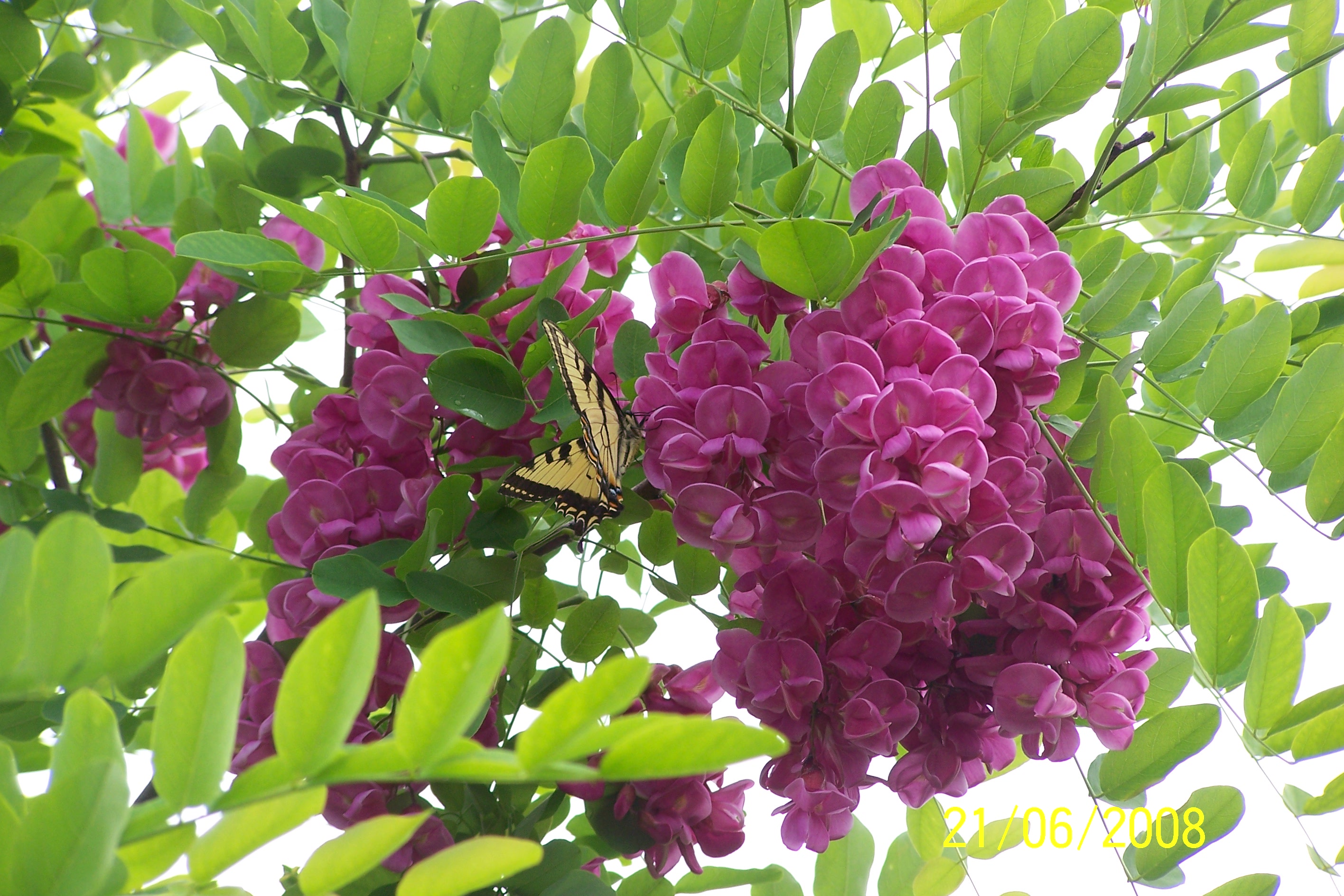 Les beautés de mon jardin