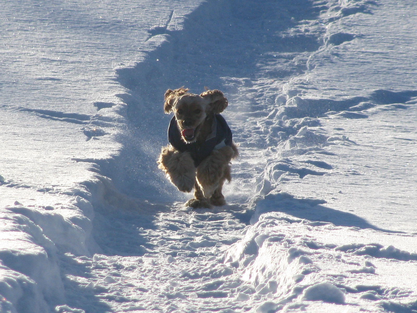 Mon meilleur ami MIMO
