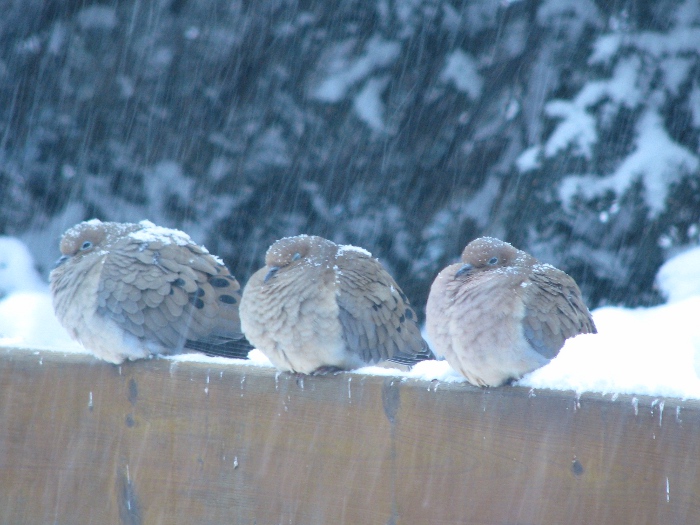 je les appelle mes poules