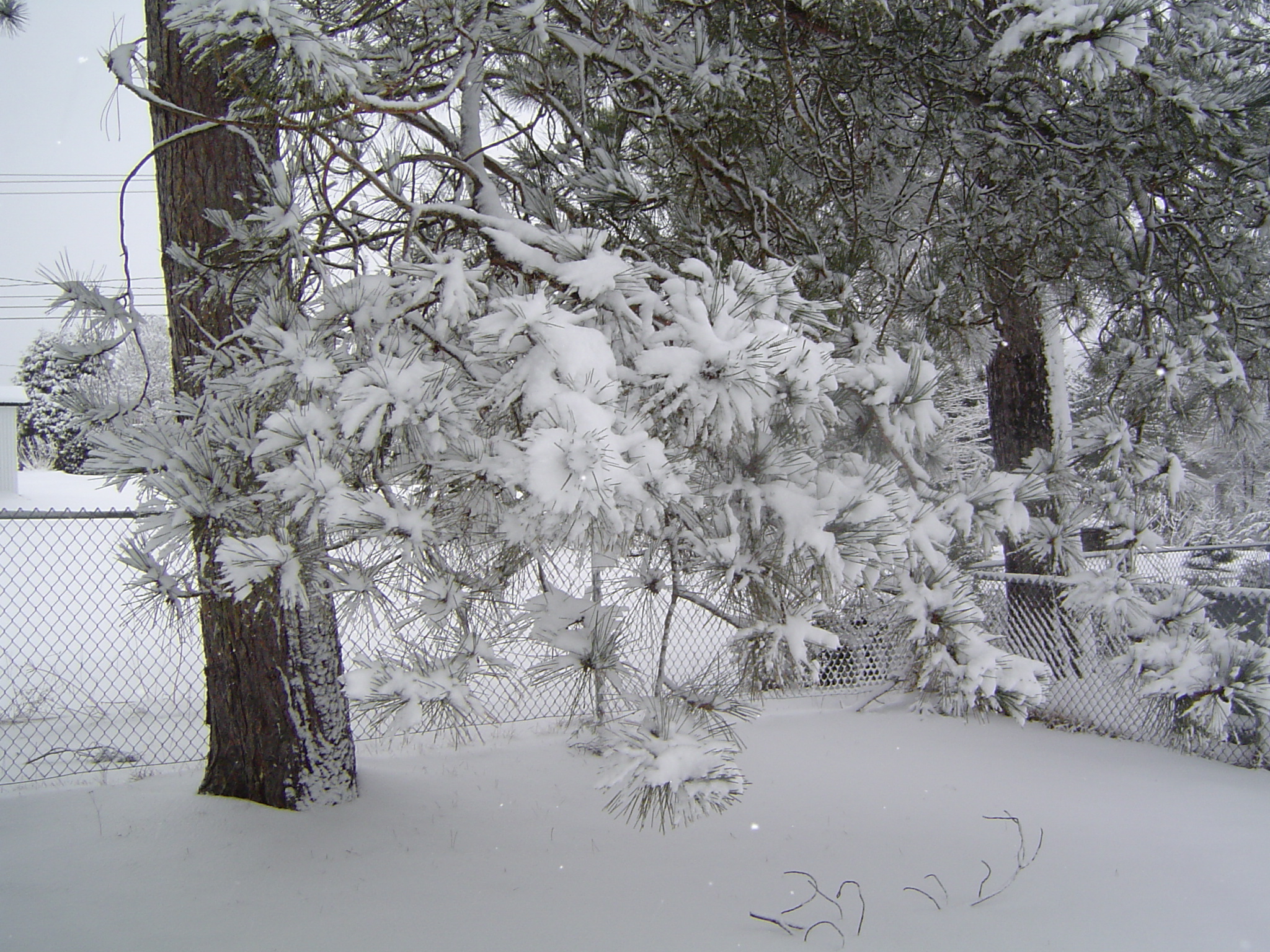 Décoration d`un sapin