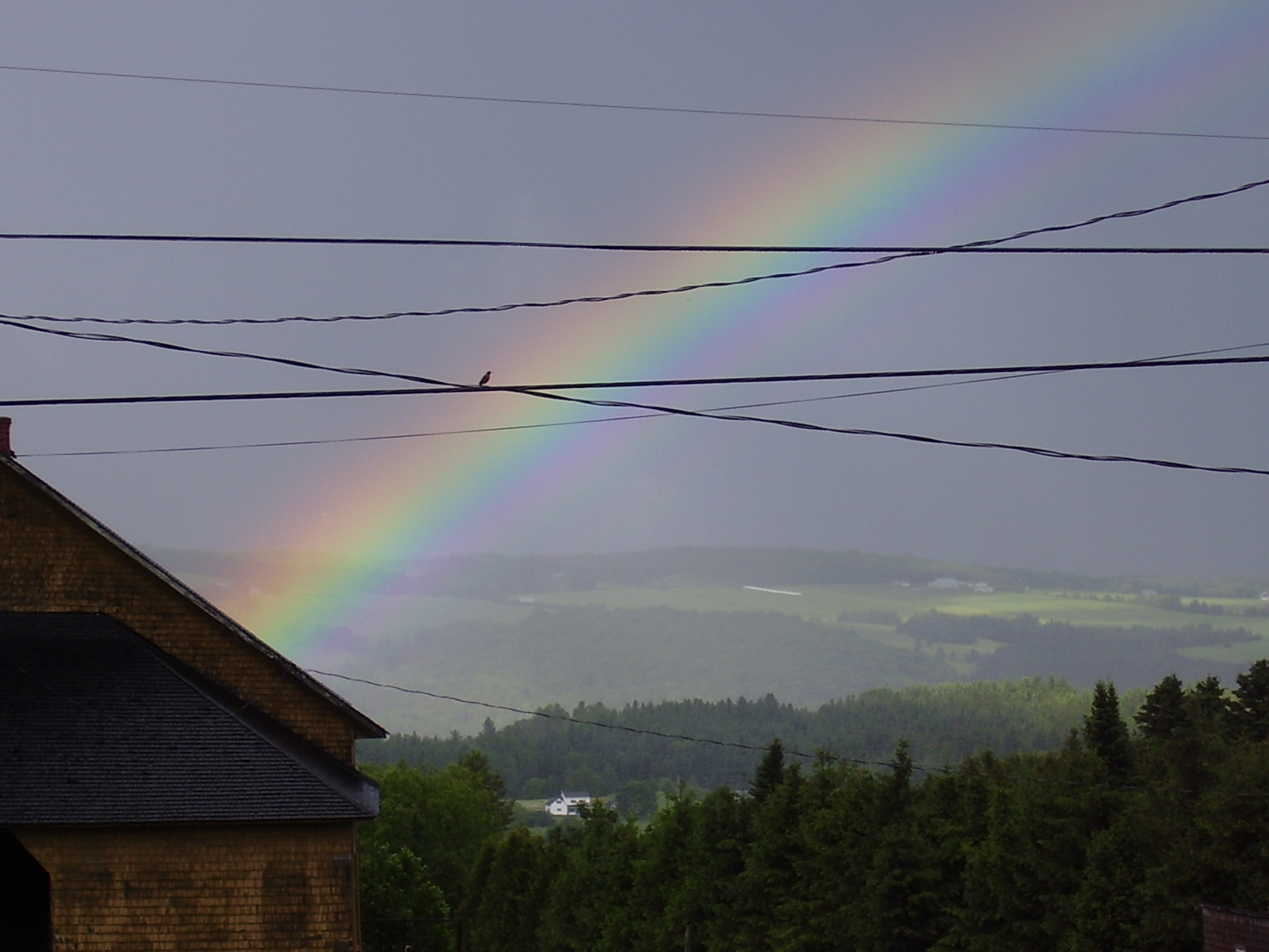 Arc-en ciel admiré par un oiseau