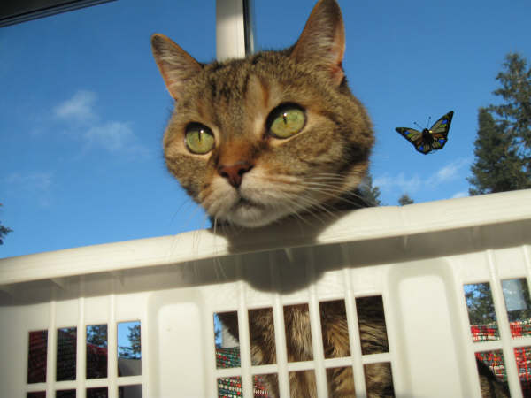 Pilou et le papillon