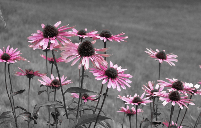 fleur sortie de l'ombre