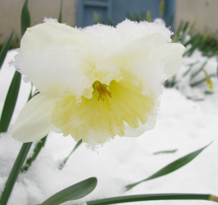 surprise du 28 avril 