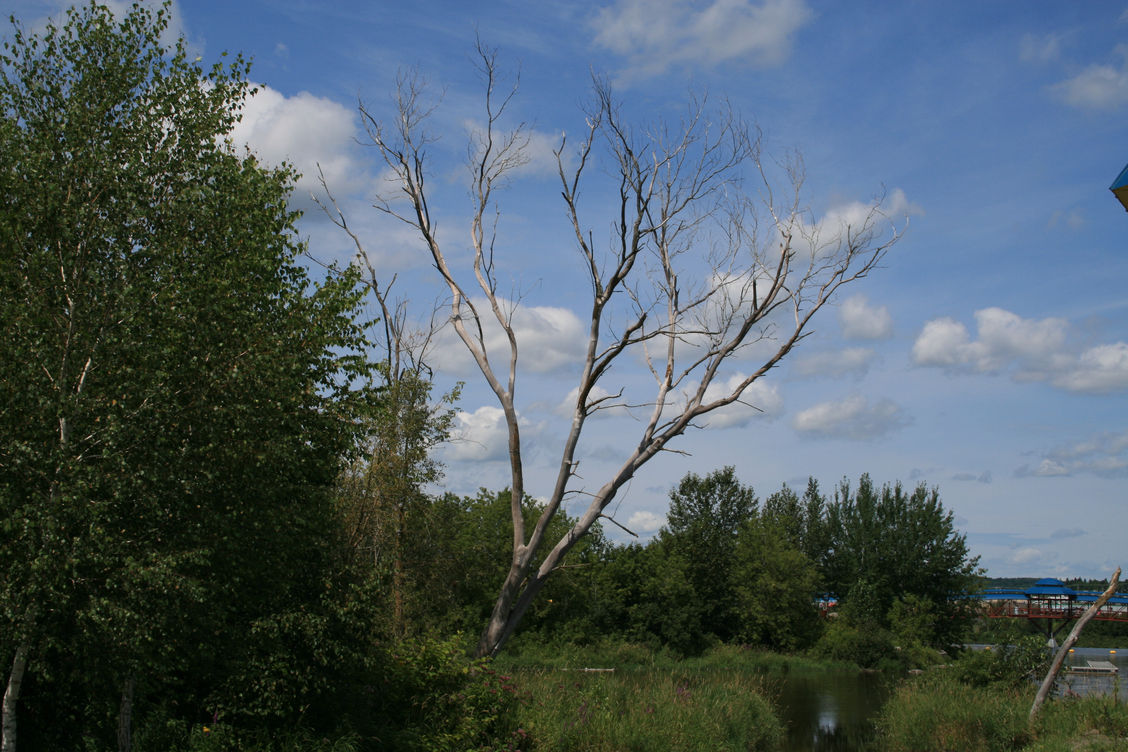 Arbre du passé ...toujours présent