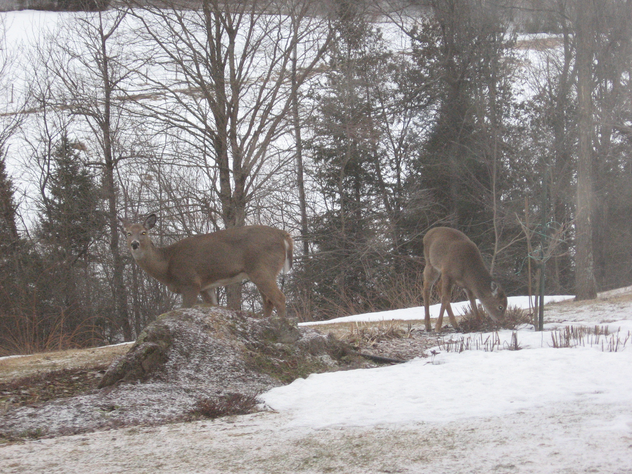 8 chevreuils près de la maison 