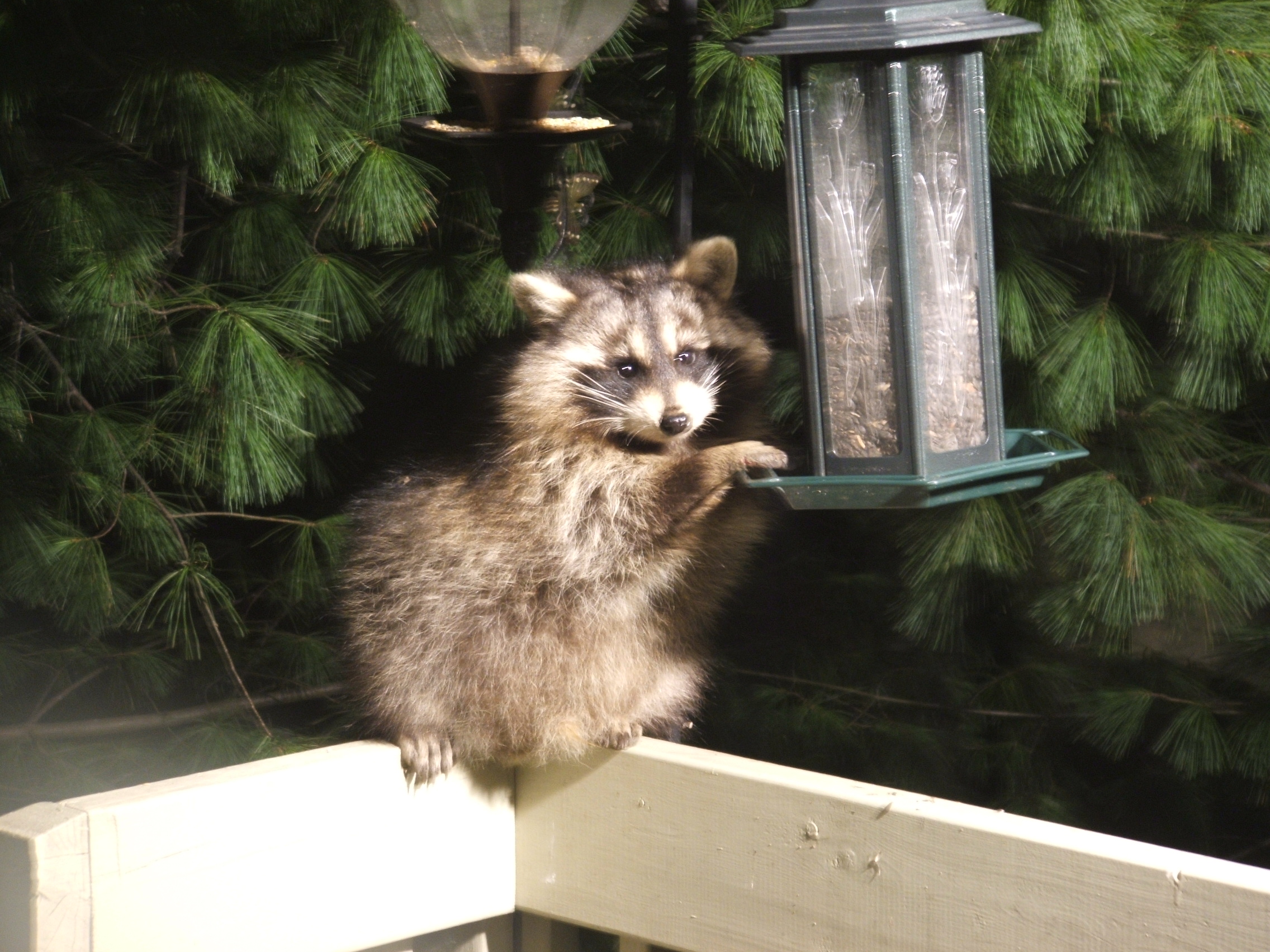 Un petit visiteur de nuit