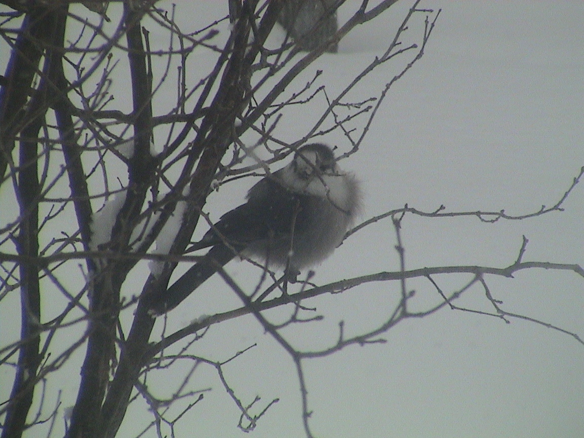 Un Hiver Gris ......