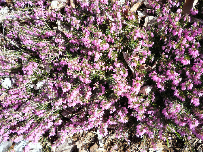 Arboretum en fleur (3)