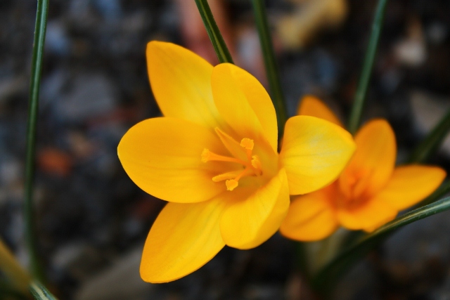 petit crocus