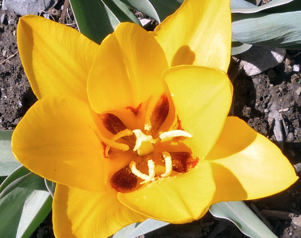 Arboretum en fleur le 26 avril 2009