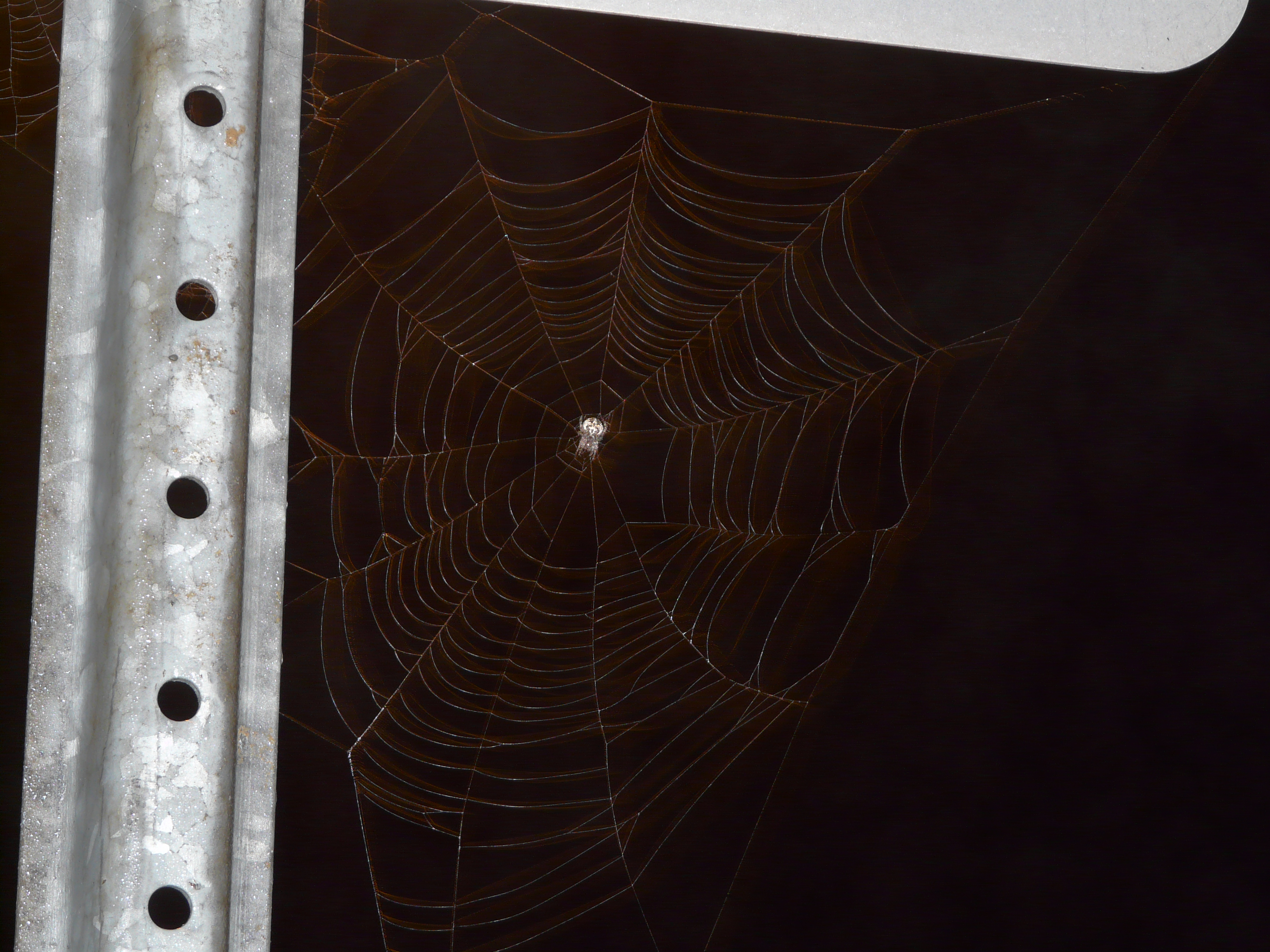 Araignée au travail