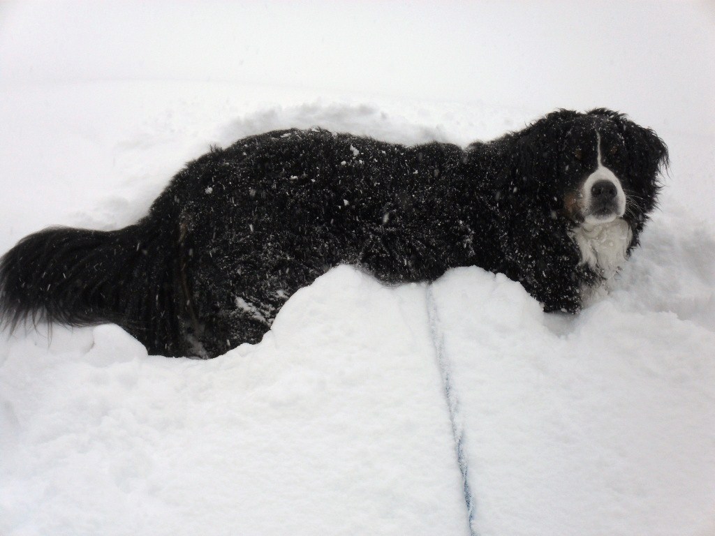 bouvier bernois mon chien a la tempête du 7 mars 