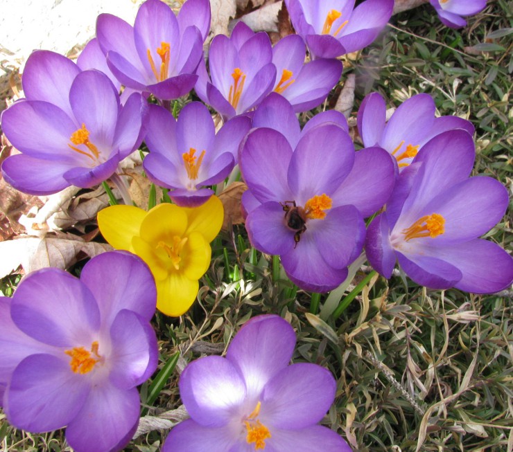 clin d'oeil du printemps