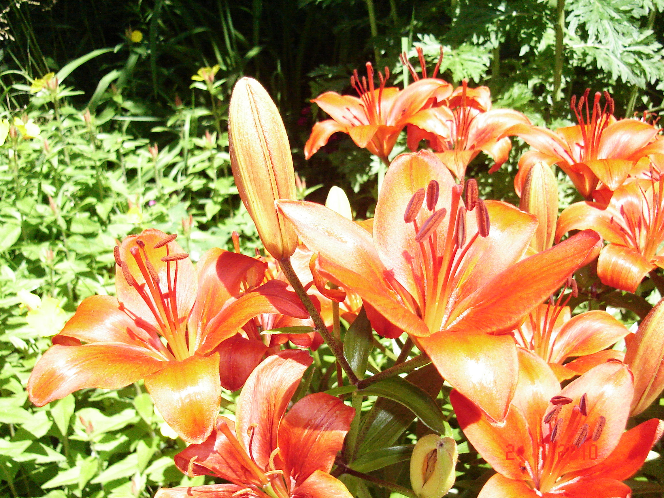 belle hemerocalle orange