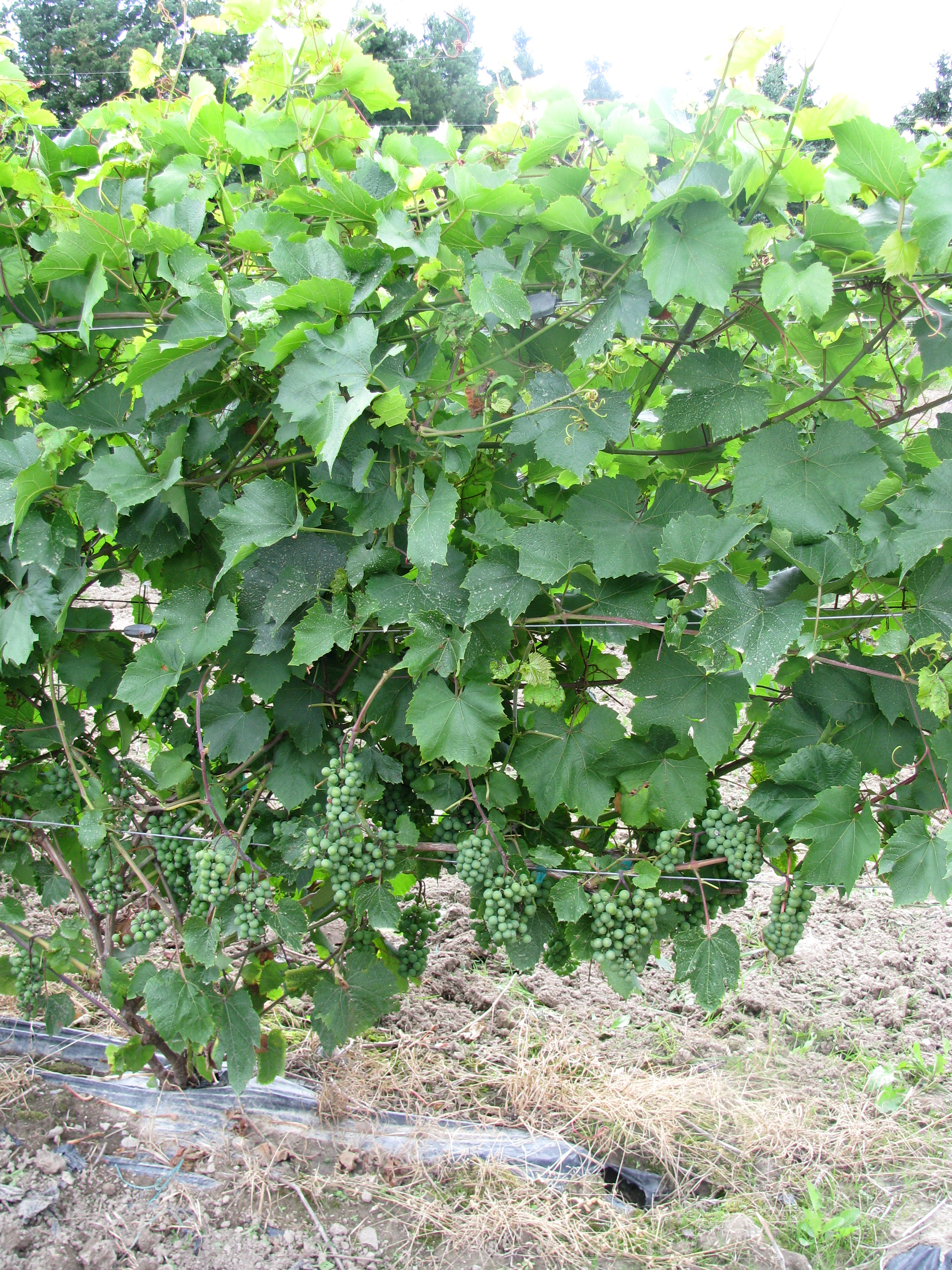 Cache a Maxime  scott(vigne)