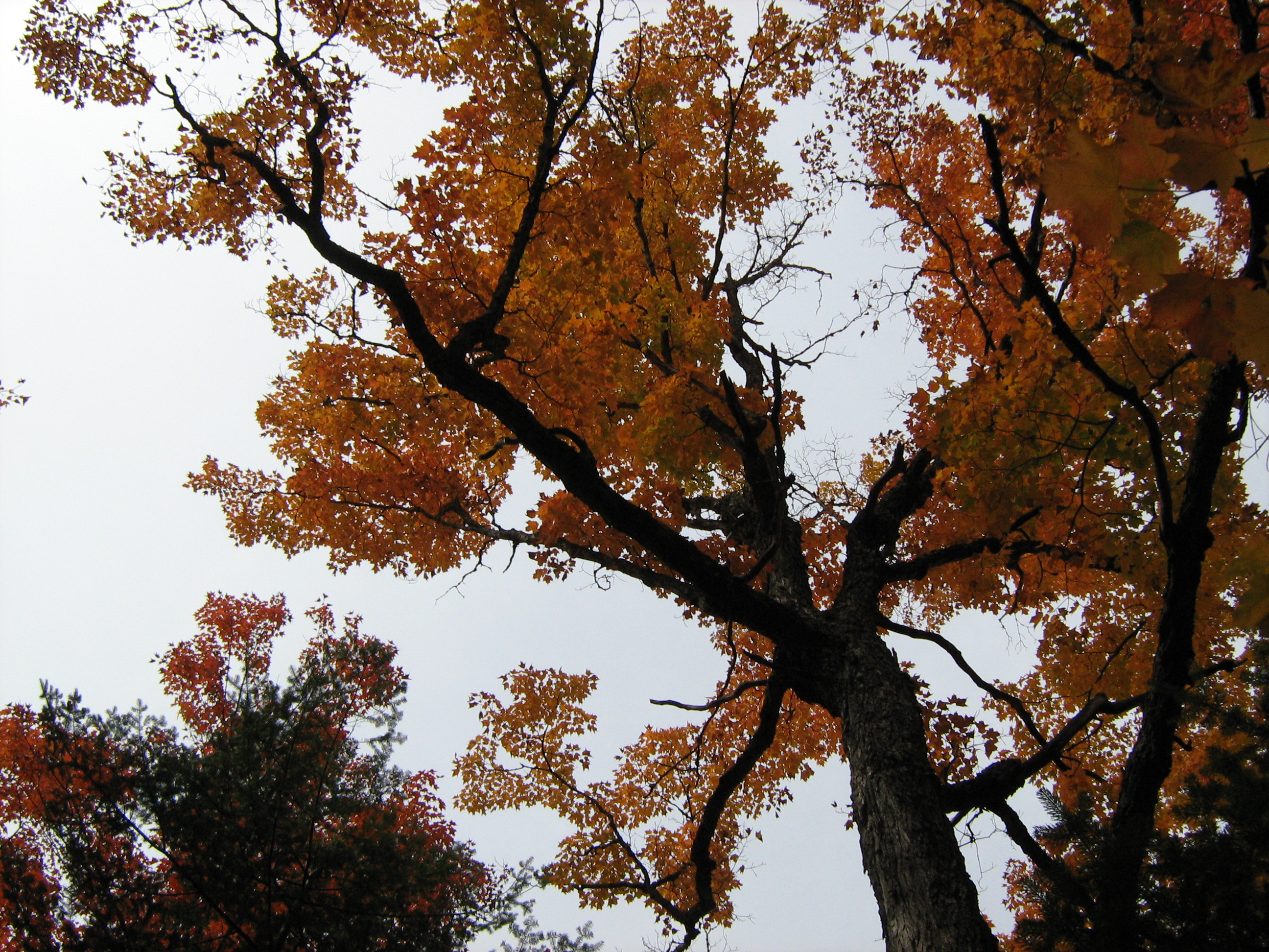 Érable couleur de feu