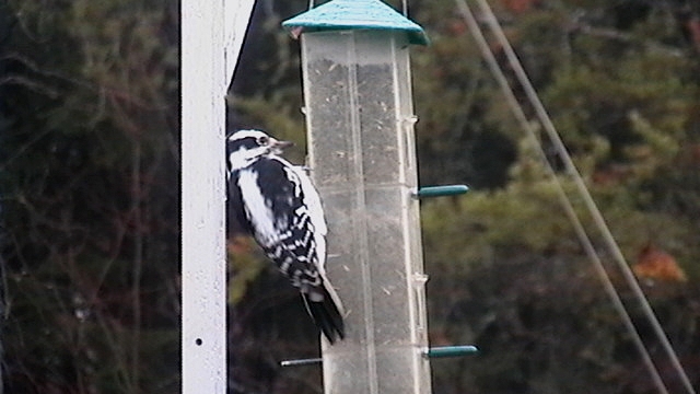 un pic sur mon patio