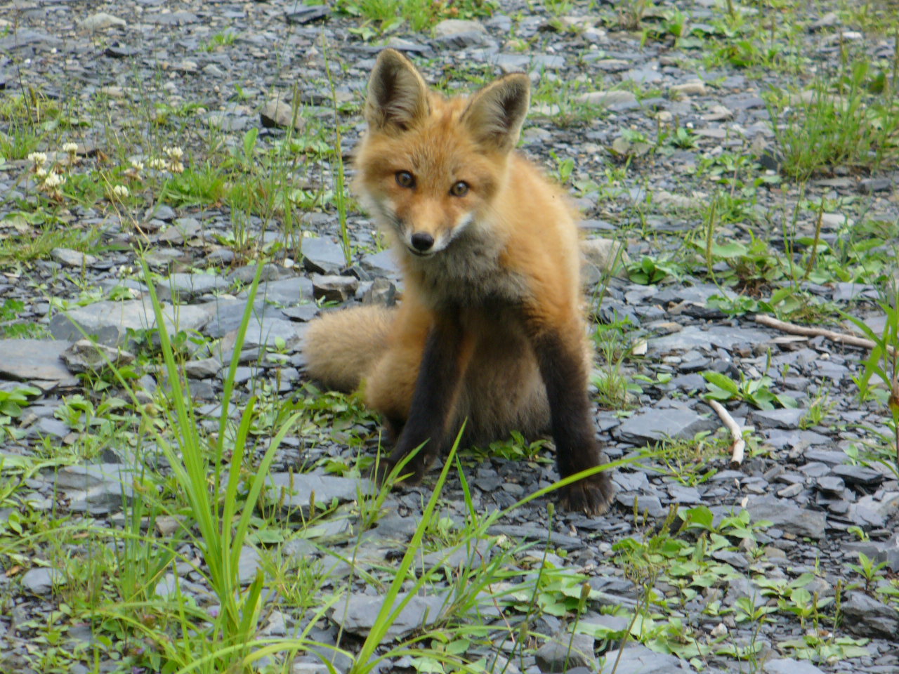 Renardeau sur la Zec Jaro