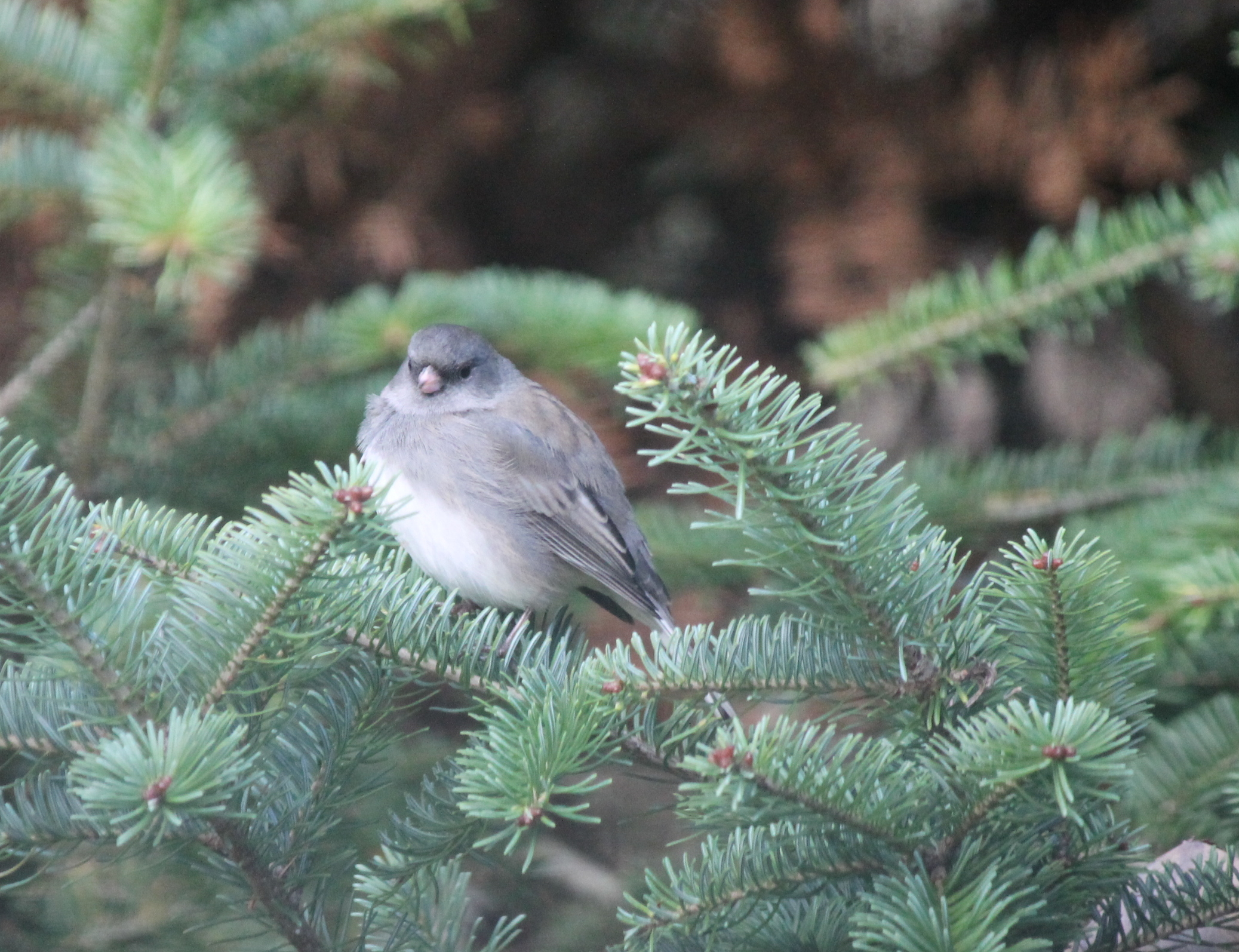 un junco 
